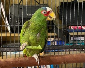 Read more about the article How Parrot Adoption works