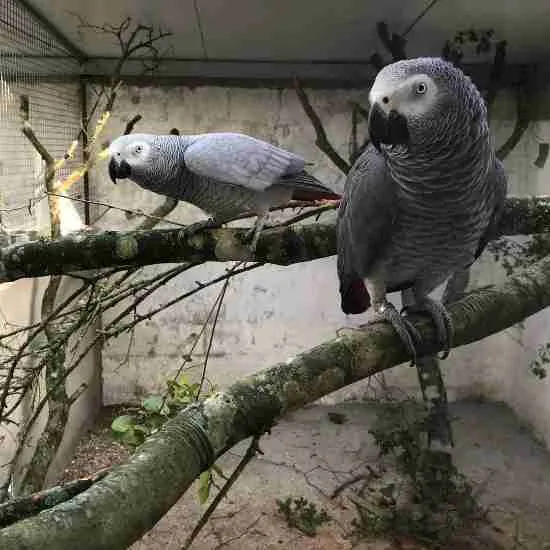 Male & Female African Grey Parrots