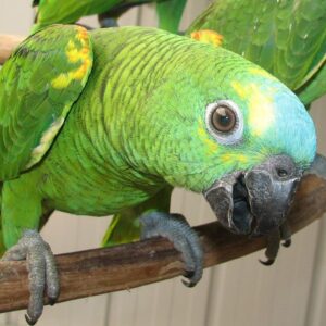 BLUE FRONTED AMAZON