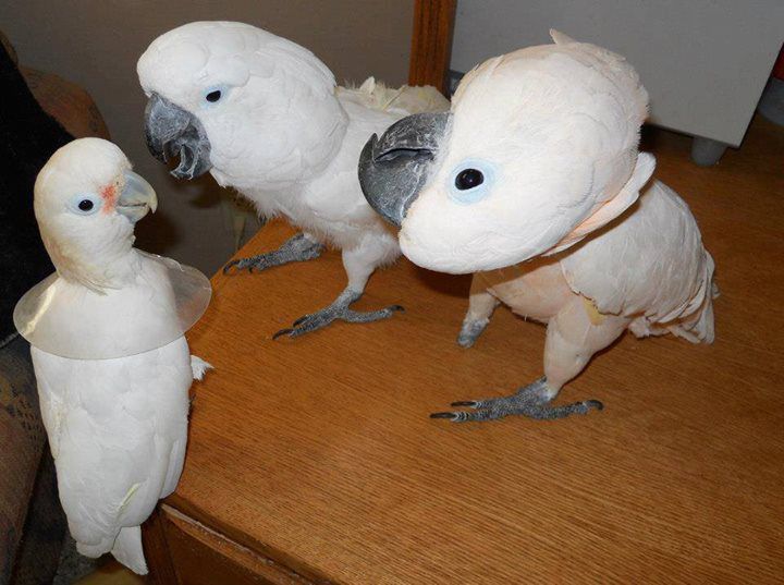 GOFFIN'S COCKATOOS