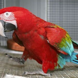 GREEN WINGED MACAW