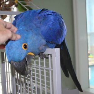 HYACINTH MACAW