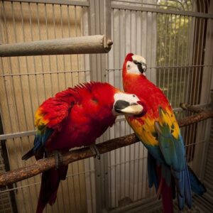 SCARLET MACAW