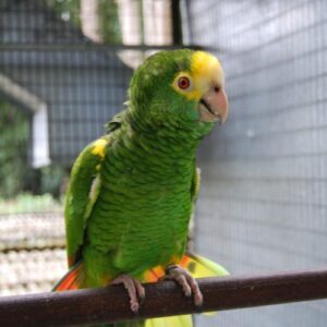 YELLOW SHOULDERED AMAZON